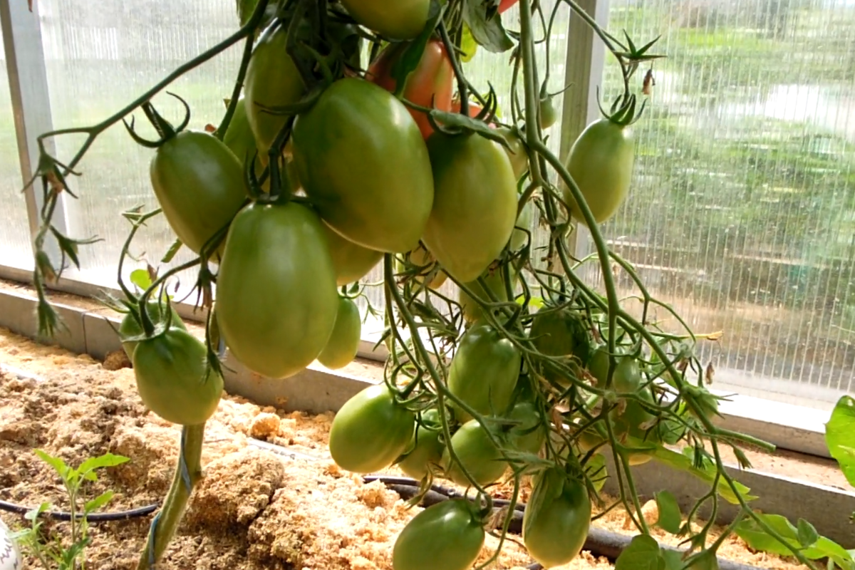 Добрый день, садоводы и огородники! Всё чаще на рынке семян появляются сорта томатов со сложными кистями. Ещё их называют кистевые, гроздевые томаты. Эти сорта всегда очень урожайные.-5