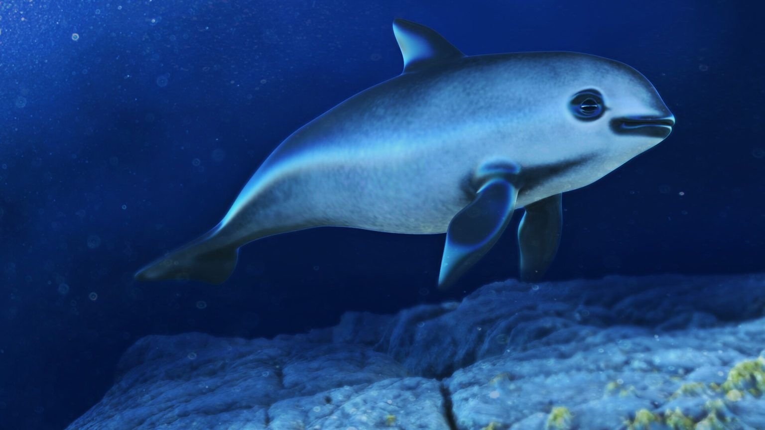 Вакита (Phocoena sinus).