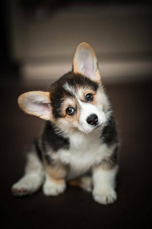 Приучить щенка немецкой овчарки к туалету на улице. Как приучить щенка овчарки к туалету. Как приучить щенка овчарки к туалету. Как приучить щенка овчарки к туалету. Щенки немецкой овчарки в сергиевом посаде.