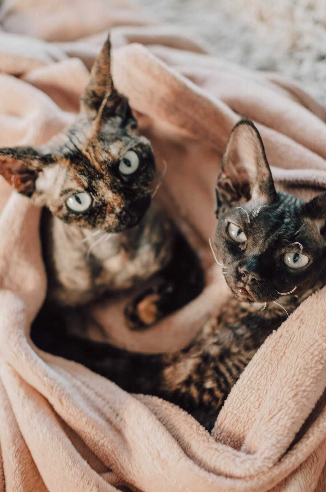 Девон-рекс кошки 