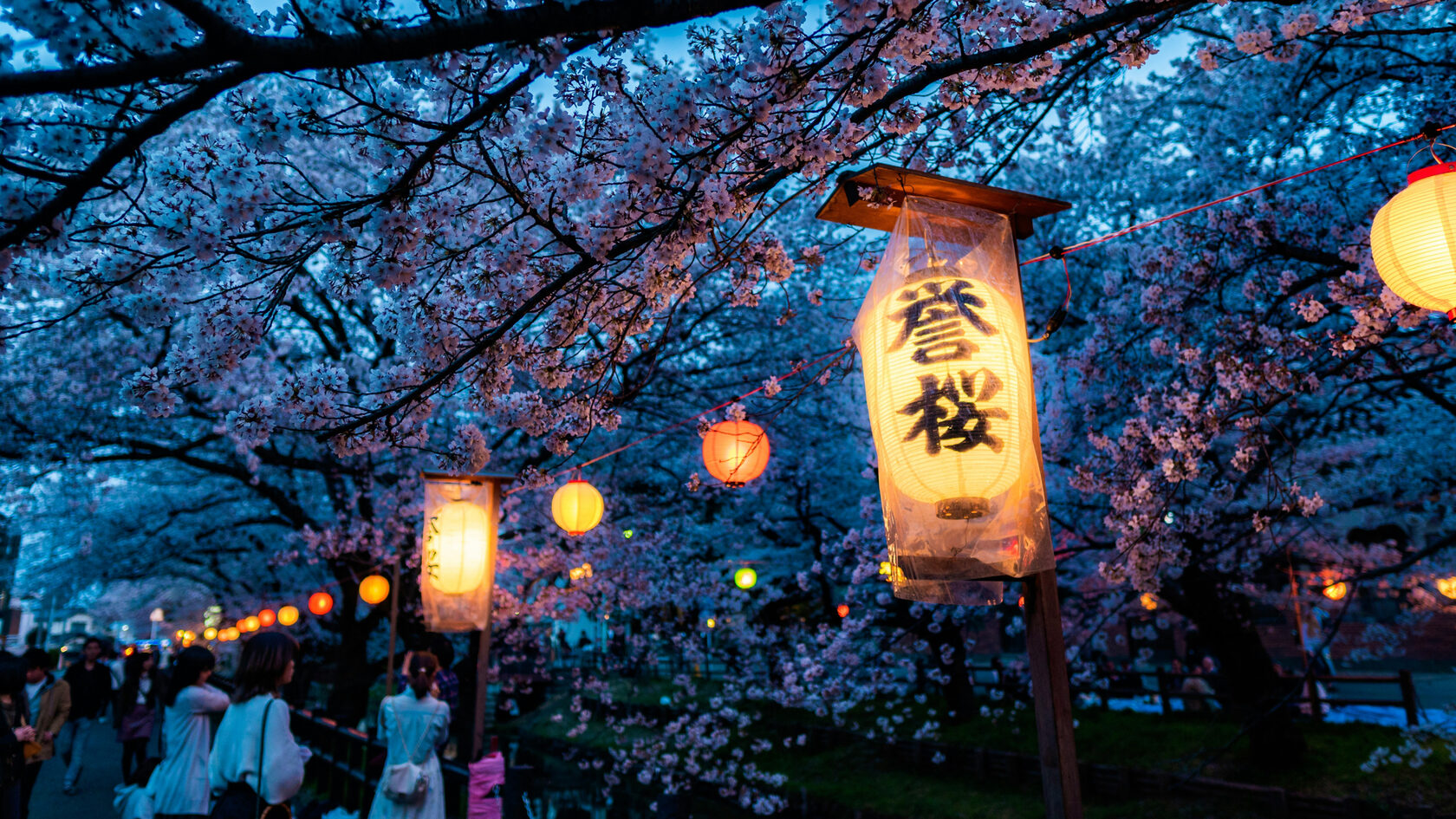 Вечернее ханами. Цветущая сакура. Япония 