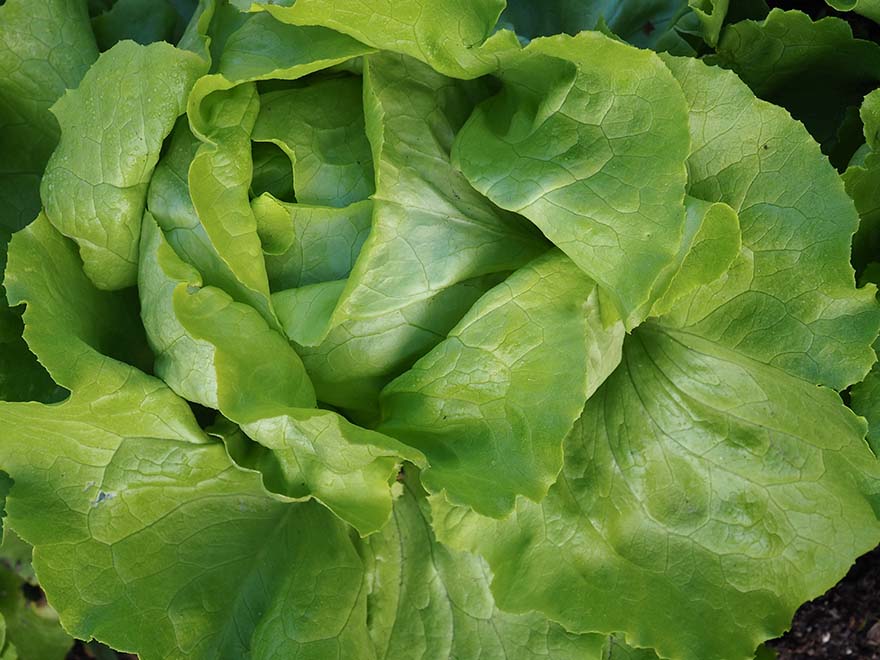 Fresh green lettuce leaves in a close-up view, emphasizing the lush, textured foliage ideal for indoor gardening and year-round greens.