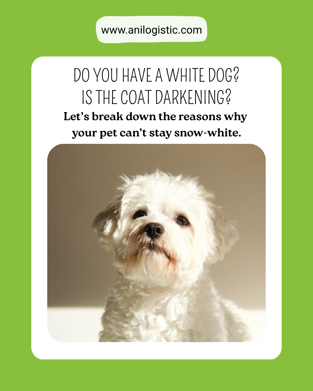 Do you have a white dog, but its coat has started to darken and tear stains have appeared?