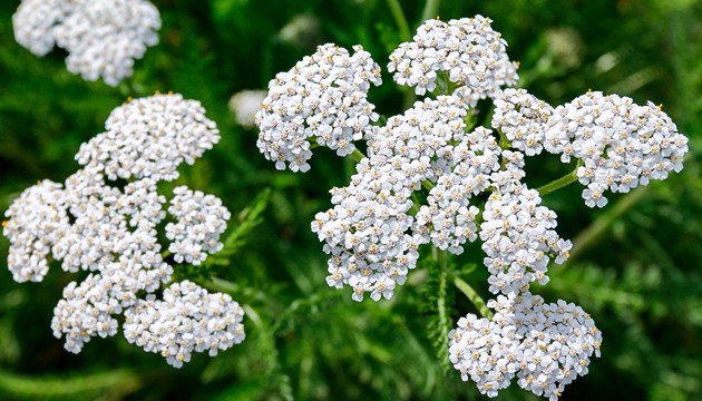 Тысячелистник растение компаньон на вашем участке
