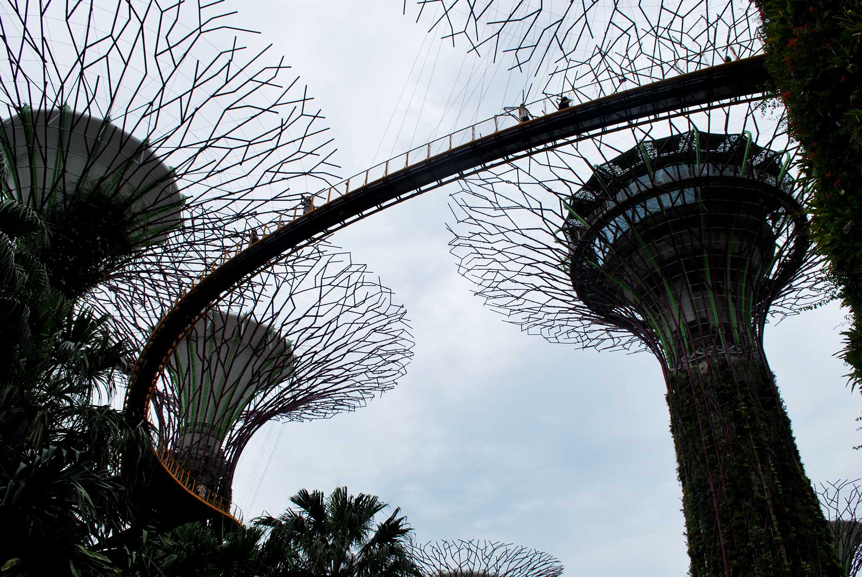 сады у залива Марина Бей в Сингапуре - супер деревья