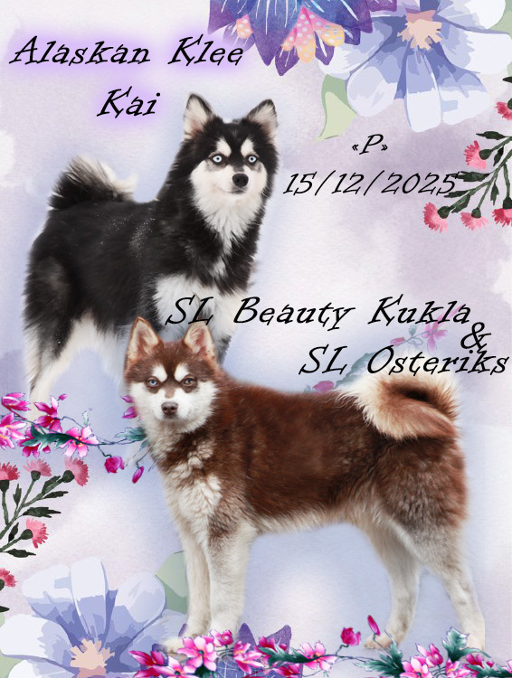 щенок кли кай