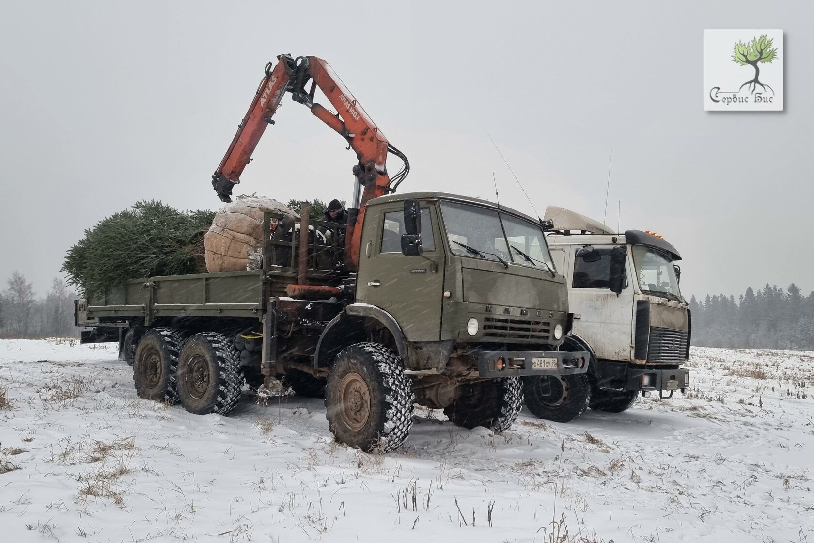 Пересадка крупномерных деревьев в СПБ и Ленинградской области