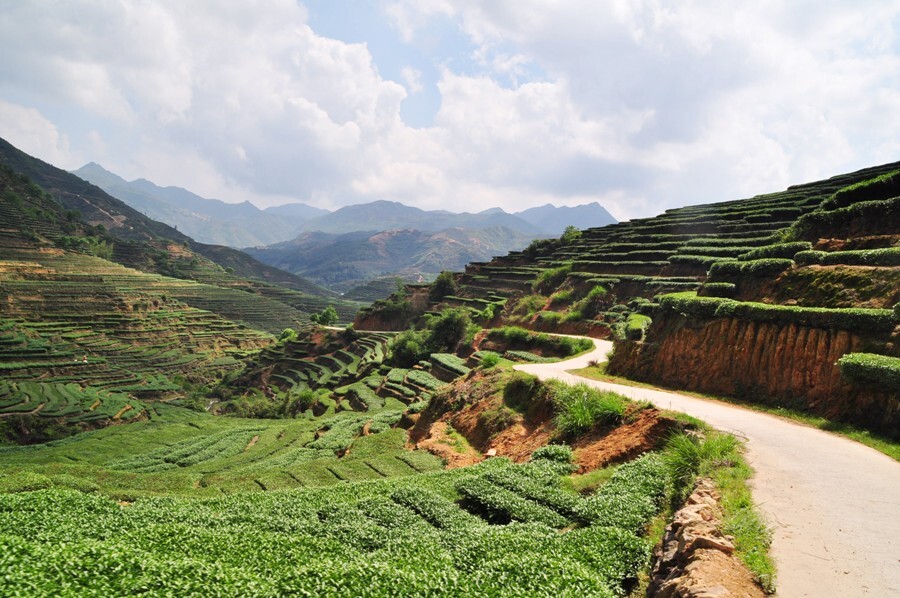 Чайные плантации в Аньси