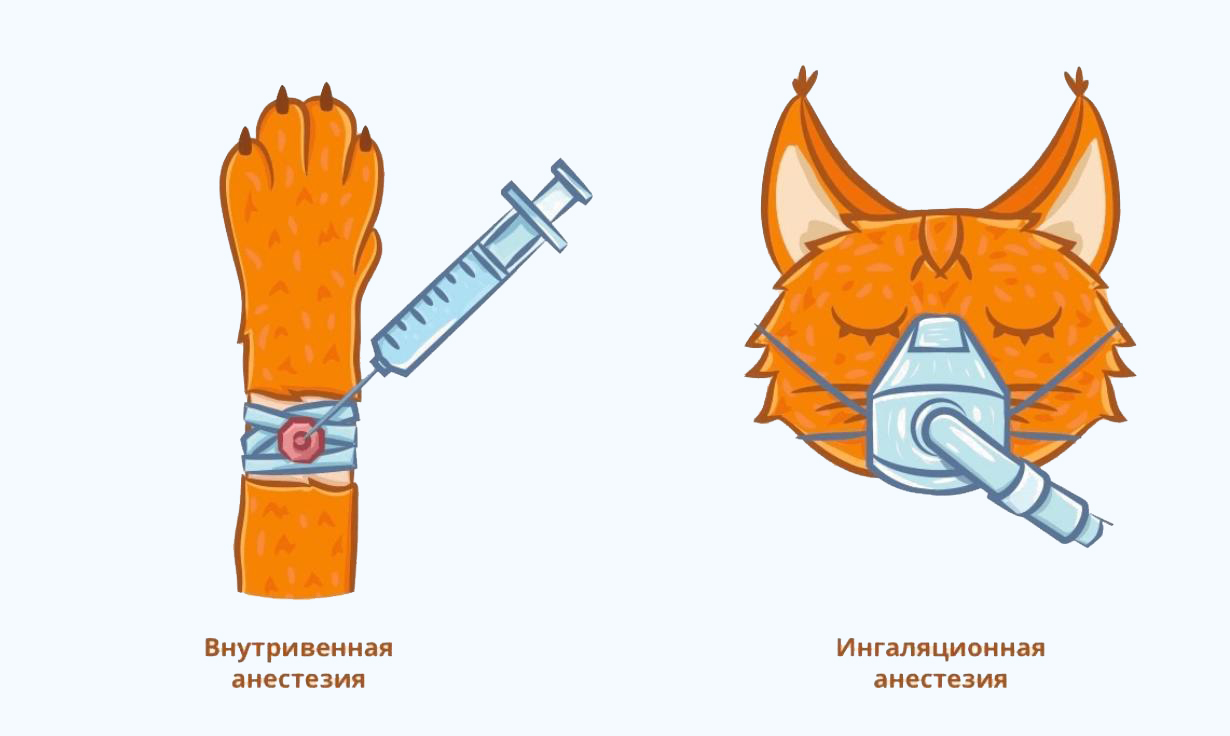 Наркоз животных презентация