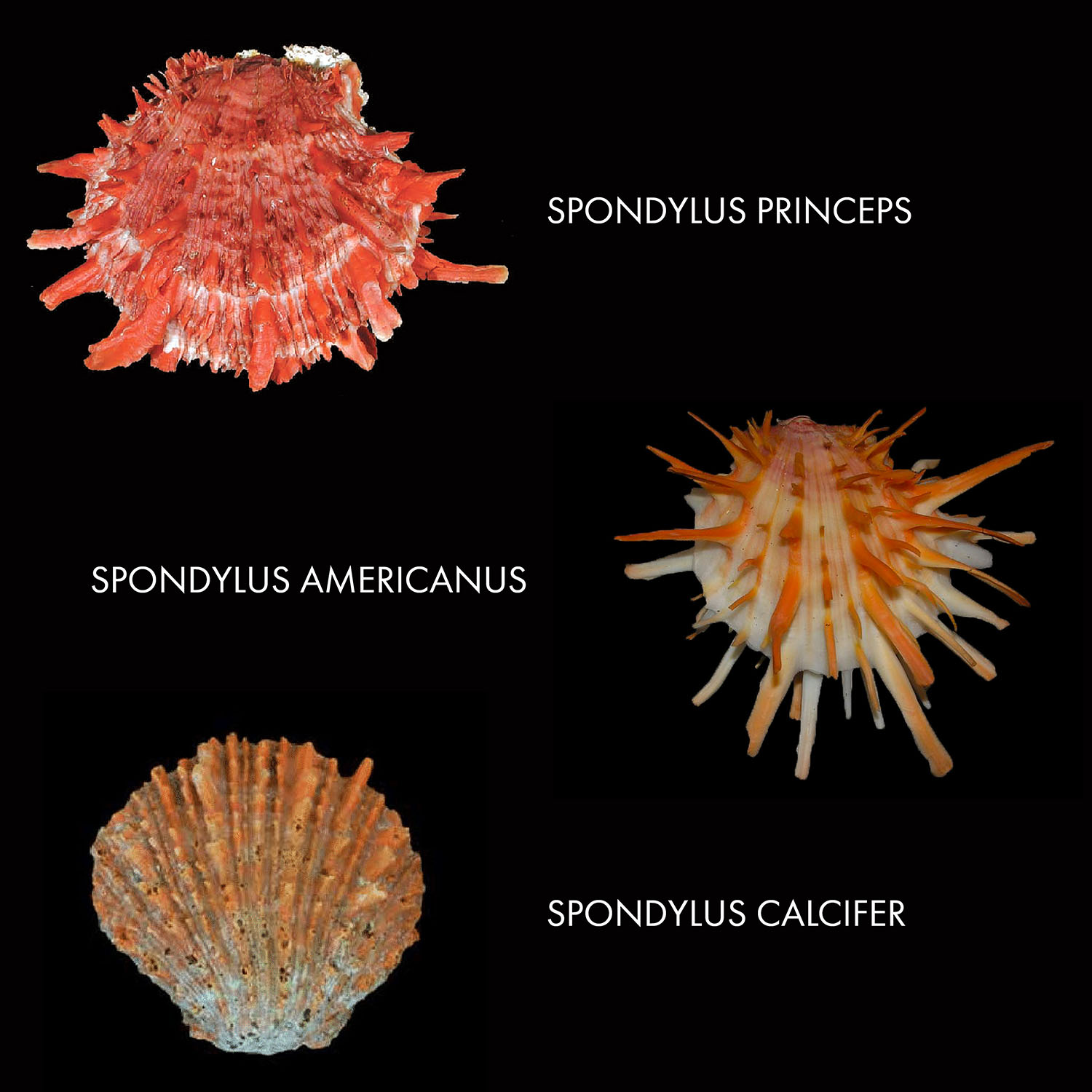 Три основных вида раковин спондилюса, использовавшихся индейцами.