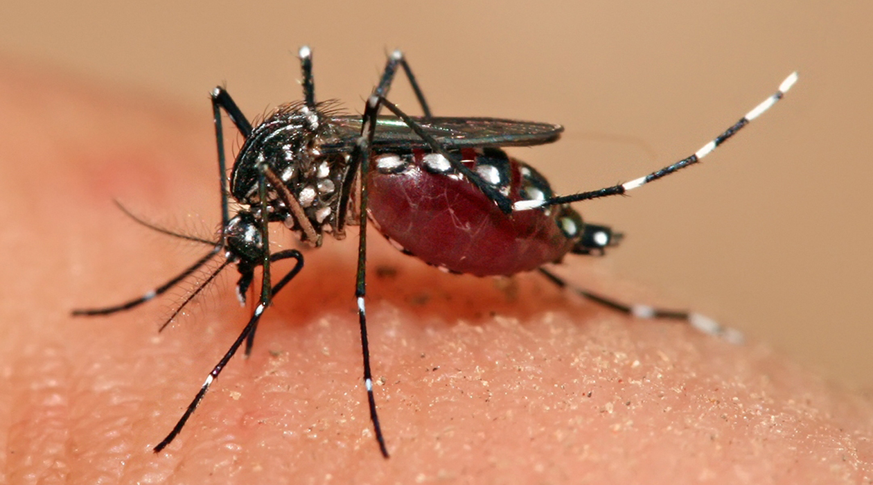 Воздействие света уменьшает способность комаров наносить укусы