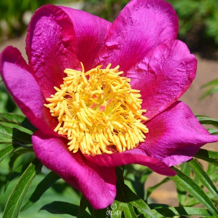 Seeds of Anomalous peony (Paeonia anomala) — 5 pcs