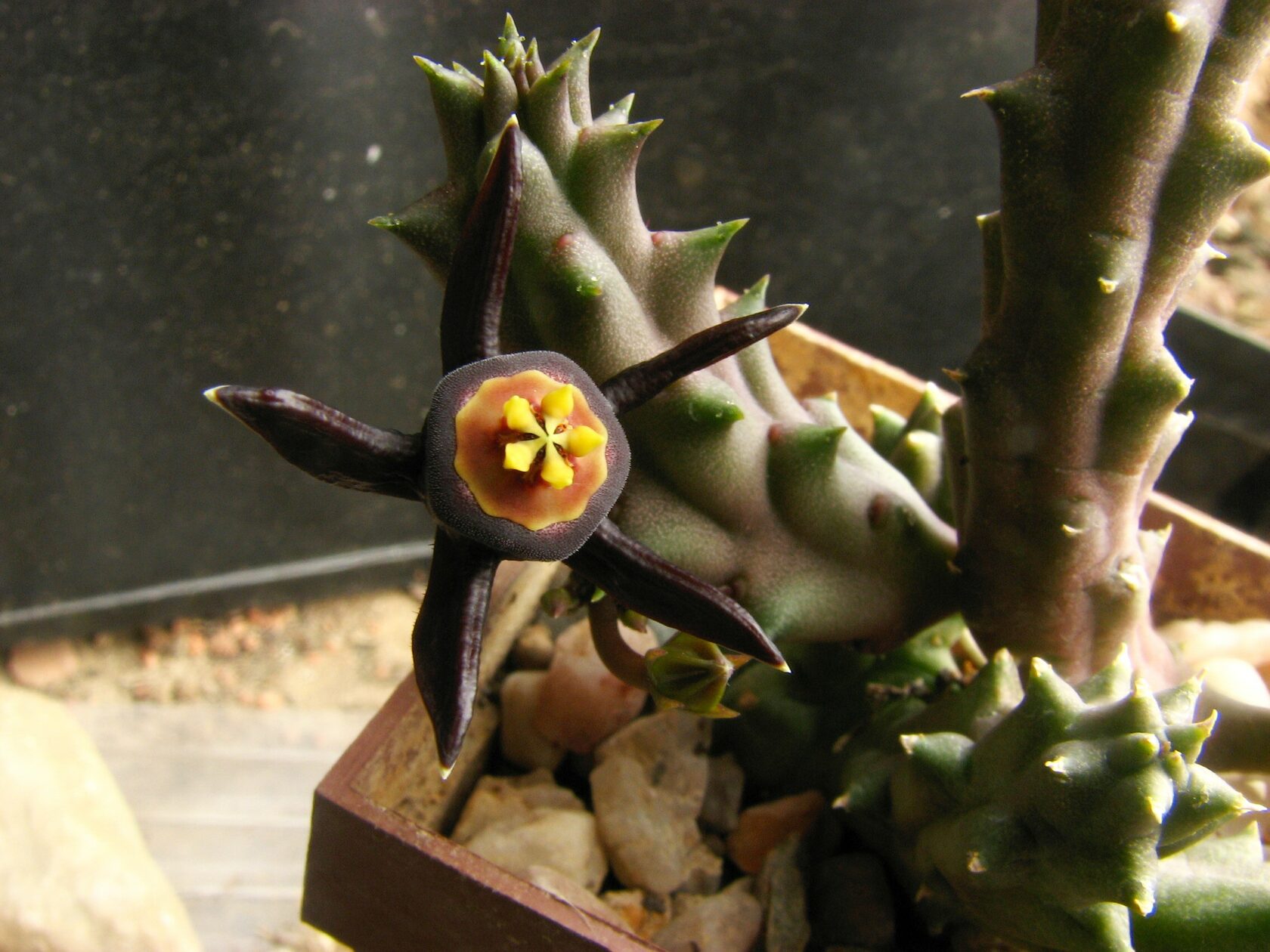 Huernia transvaalensis