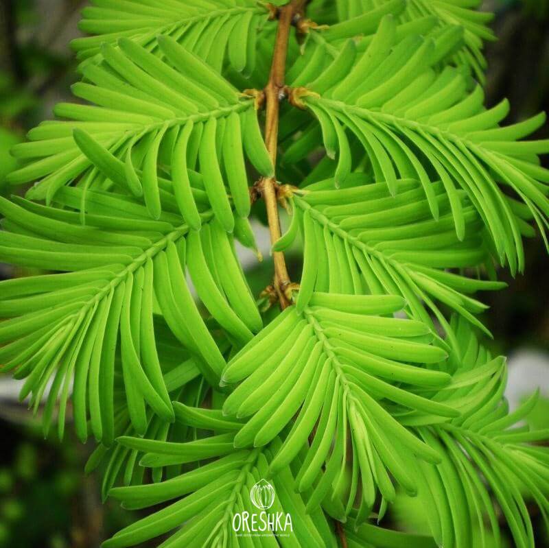 Metasequoia glyptostroboides autumn colour