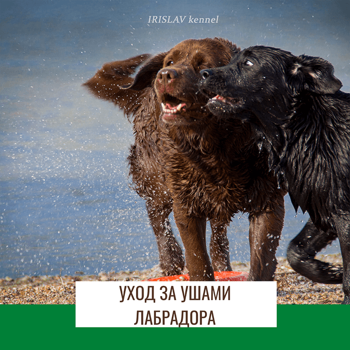 Уход за ушами лабрадора