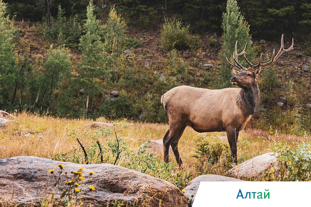 маралы на алтае