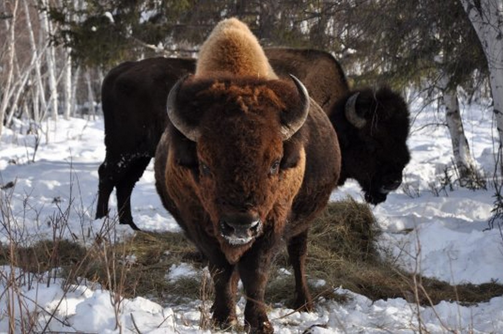 Зубр новосибирск зоопарк. Бизон фабрика обуви. Бизон обувная фабрика логотип. Тд бизон орехово-зуево. Бизон новосибирск.