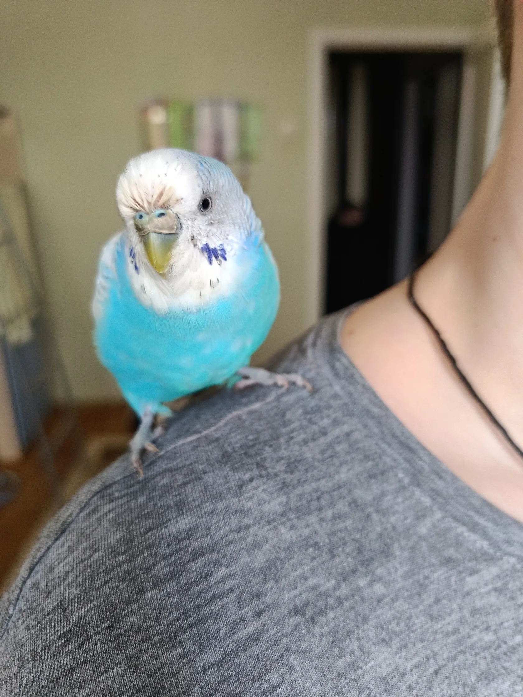 Здоровый волнистый попугай с блестящим оперением сидит на плече владельца