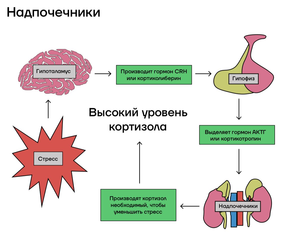 женский гормон отвечающий за грудь фото 92