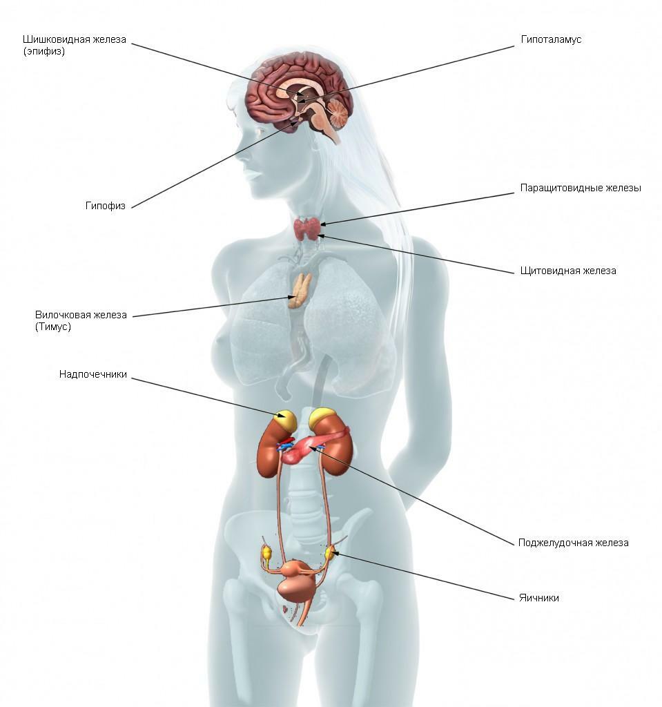Эндокринные железы в организме человека
