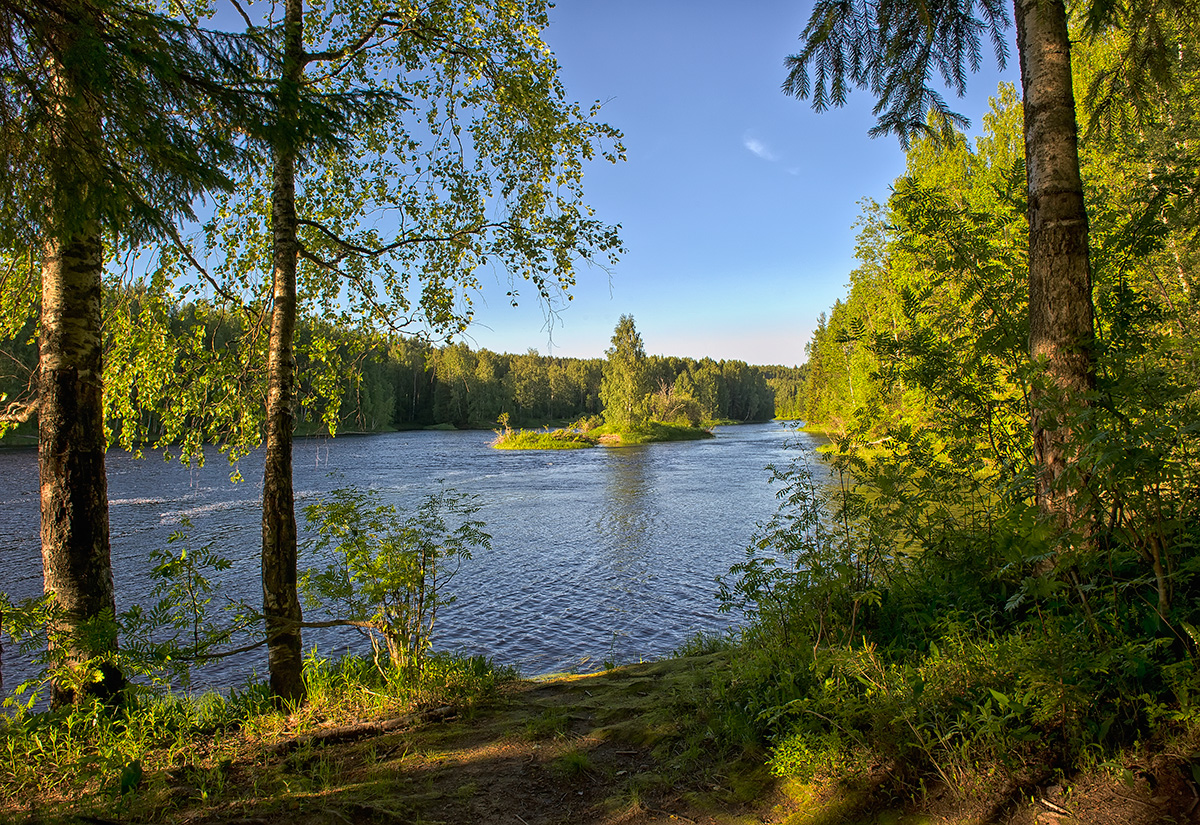 Лесные дебри картинки