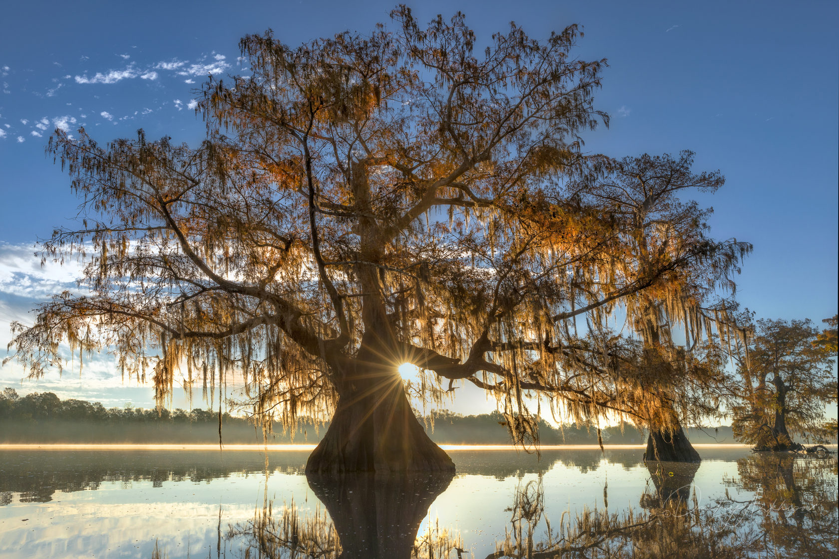 Болотные деревья Луизианы