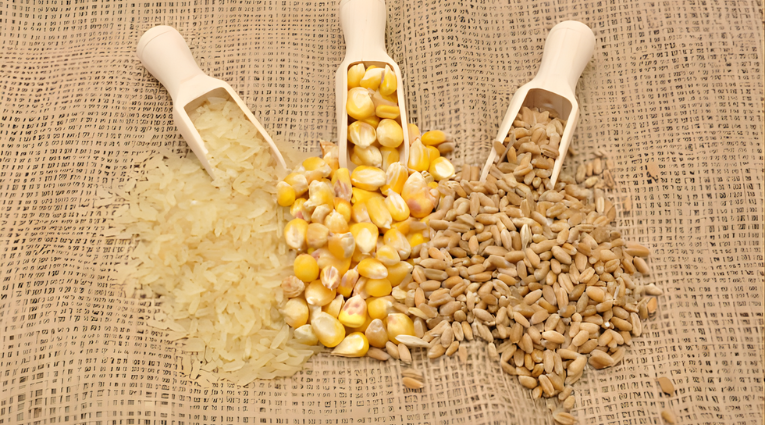 Зерна риса, кукурузы и пшеницы, выложенные на мешковине с деревянными совками, символизируют основные зерновые культуры и продовольственную безопасность.