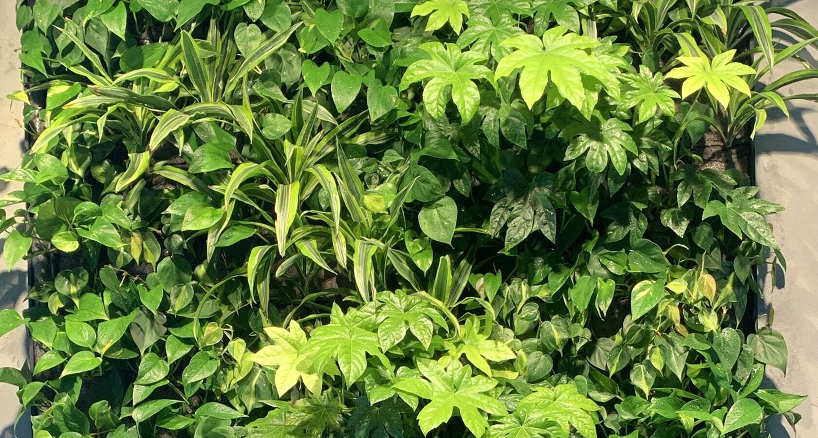 Фитостена с автополивом из живых растений