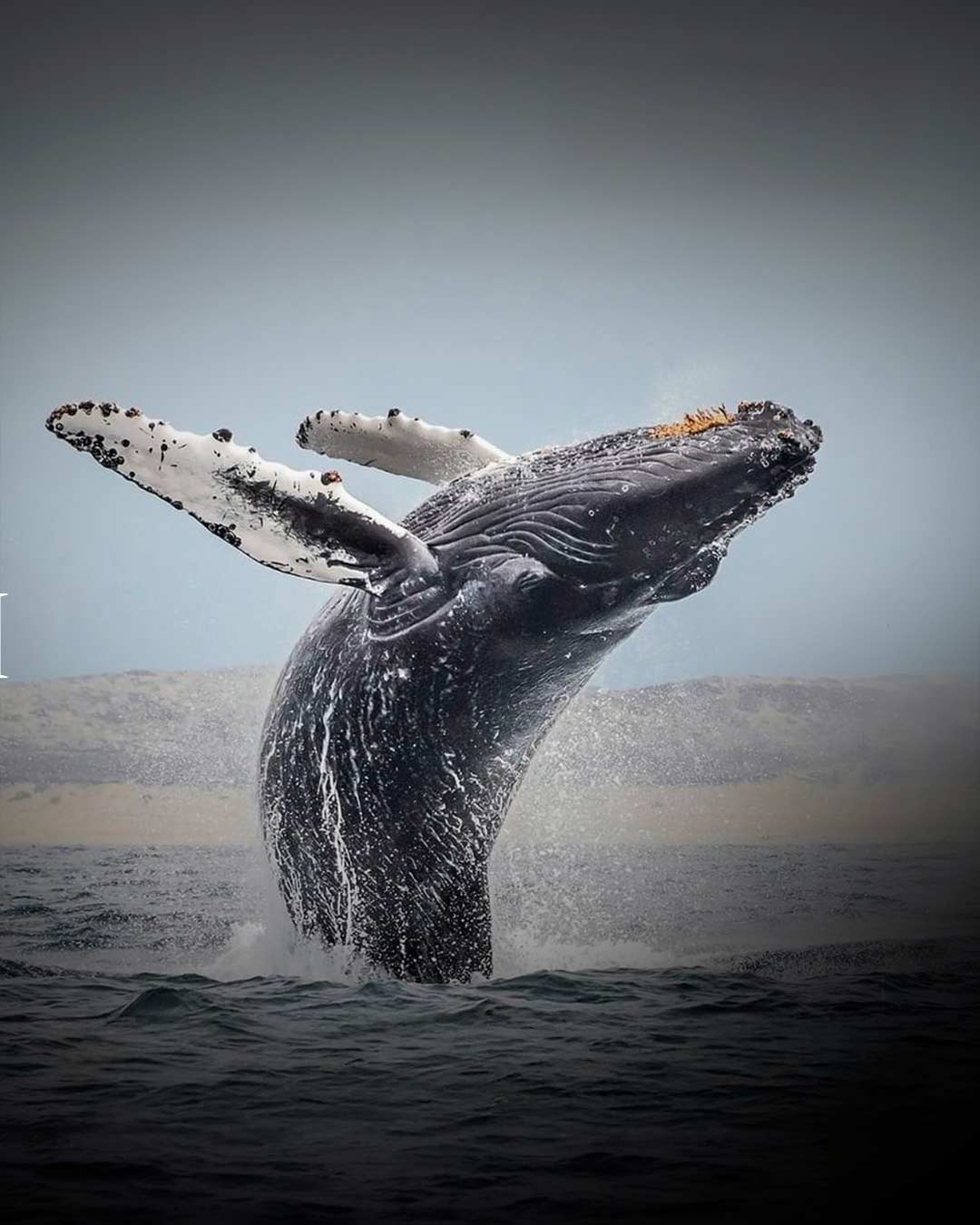 Китовое сафари в ЮАР