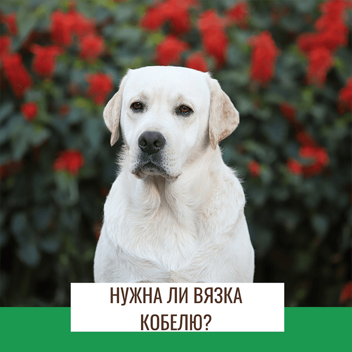 Вязать или не вязать лабрадора? О кобелях
