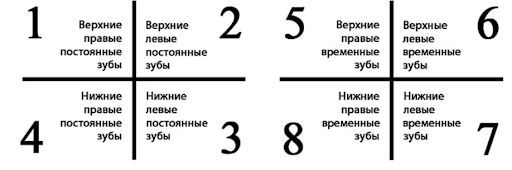 Верхней левой. Кваранты в стоматологии. Квадранты в стоматологии. Зубная формула квадранты. Квадранты зубов нумерация.