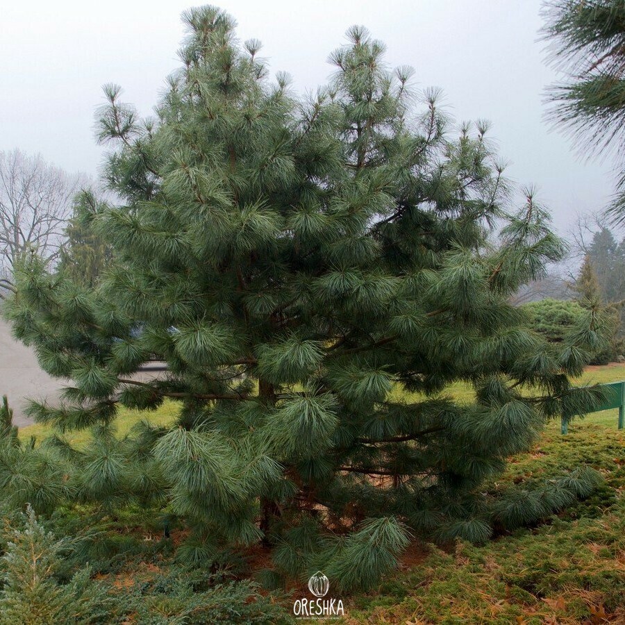 Korean cedar fresh seeds, Pinus koraensis seeds. Oreshka. Rare seeds