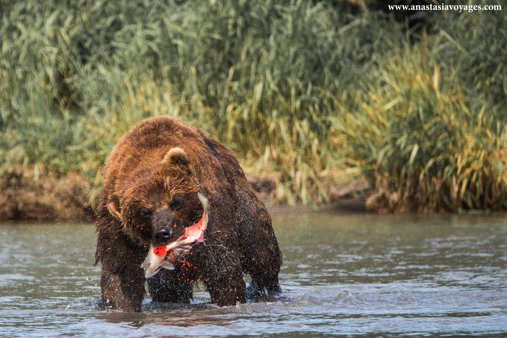 2020 L'ours Qui Avala Une Mouche