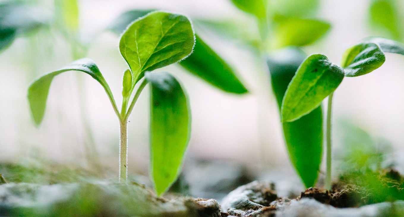 Как защитить растения от заболеваний с помощью биогумуса?