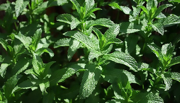 Мята перечная растение компаньон на вашем огороде