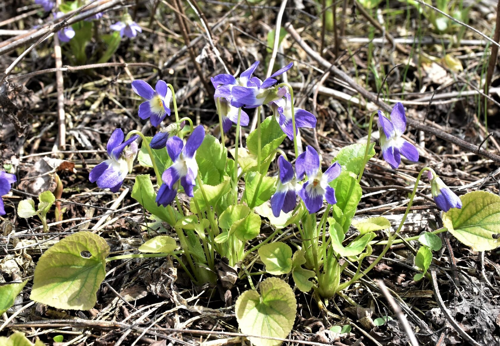 Viola odorata L. – Фиалка душистая