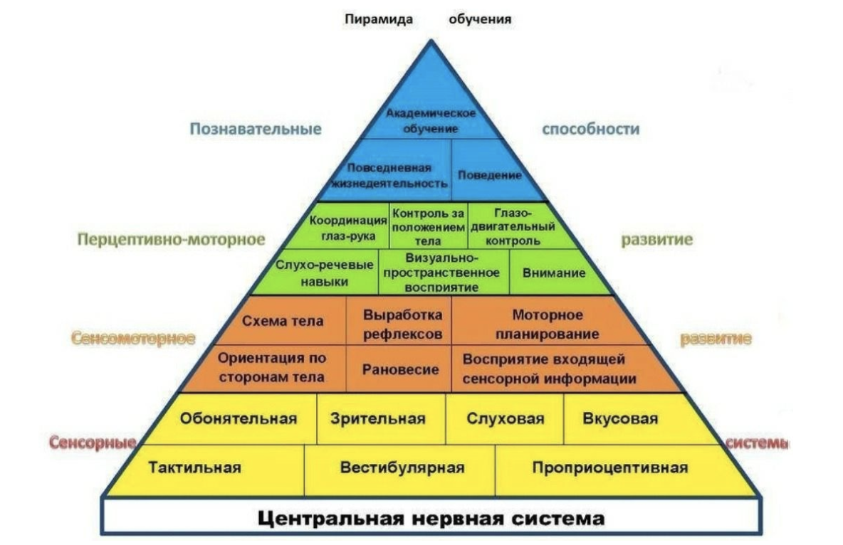 1 уровень треугольник. Пирамида развития ребенка Вильямс и Шелленбергер. Пирамида психического развития ребёнка. Пирамида Вильямса Шелленберга по возрастам. Пирамида обучения Шелленберга.