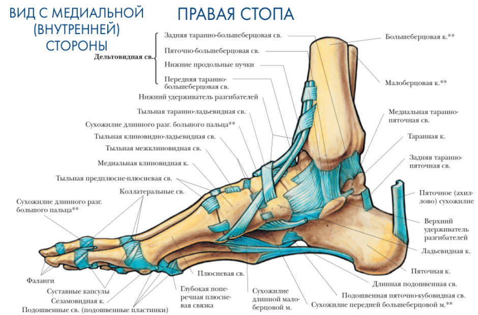 Почему не двигается нога. Гольностопсустав анатомия строение. Стопа анатомия строение кости. Голеностопный сустав анатомия схема строения. Сухожилия стопы анатомия подошвенной области.