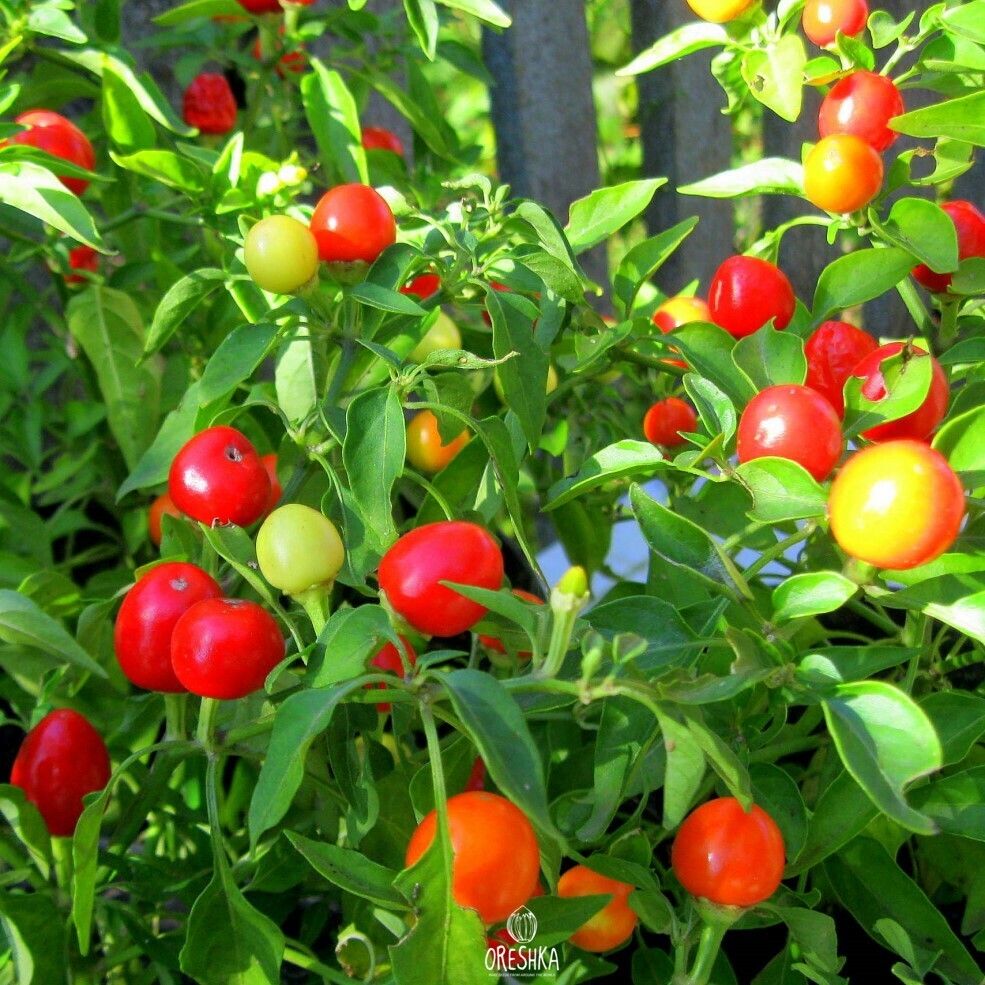 Seeds of Hot pepper Indian summer (Capsicum) — 5 pcs