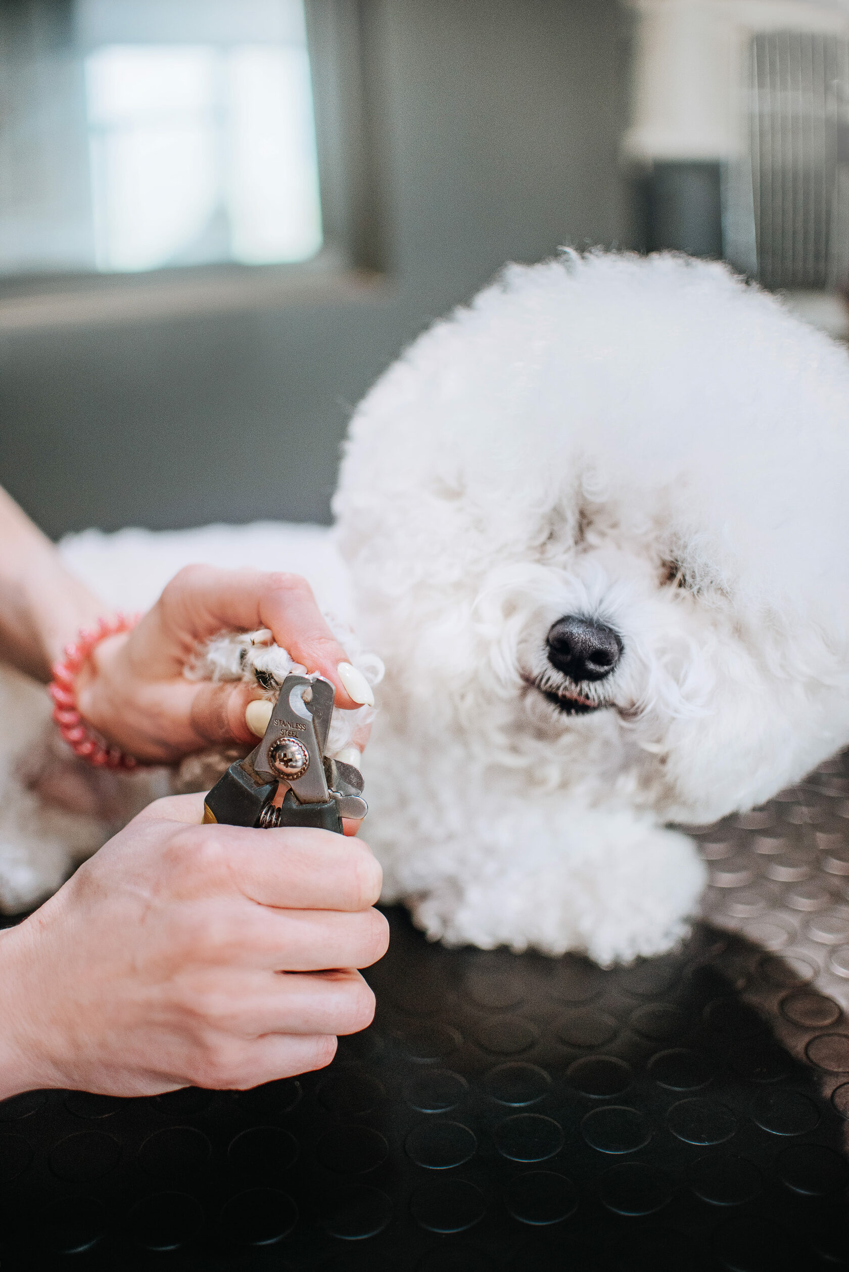 Barberdog