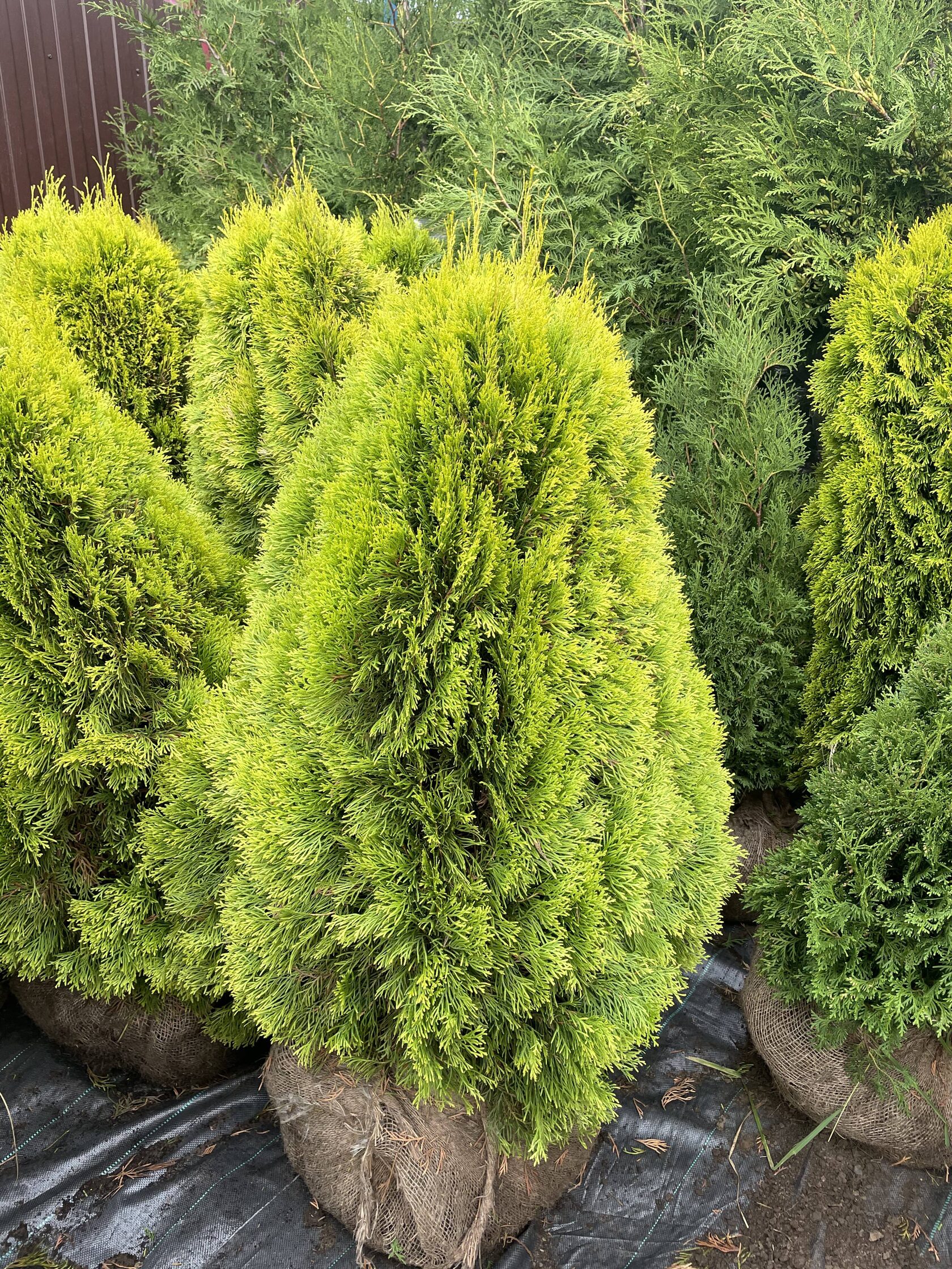 Смарагд голд страйк туя. Туя санни смарагд. Туя западная смарагд голд. Туя западная thúja occidentális смарагд. Смарагд голд.