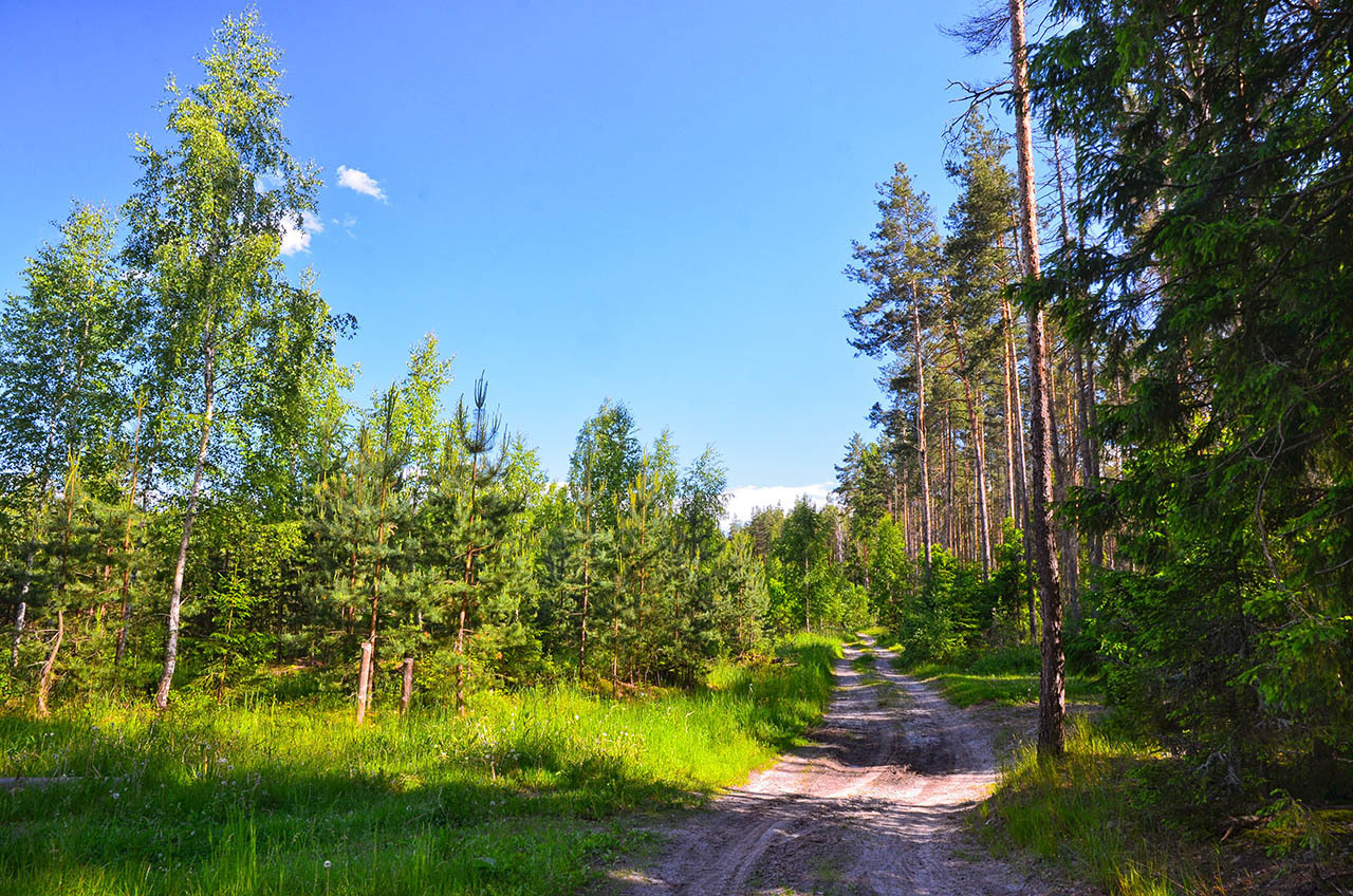 Хвойный лес Ярославской области