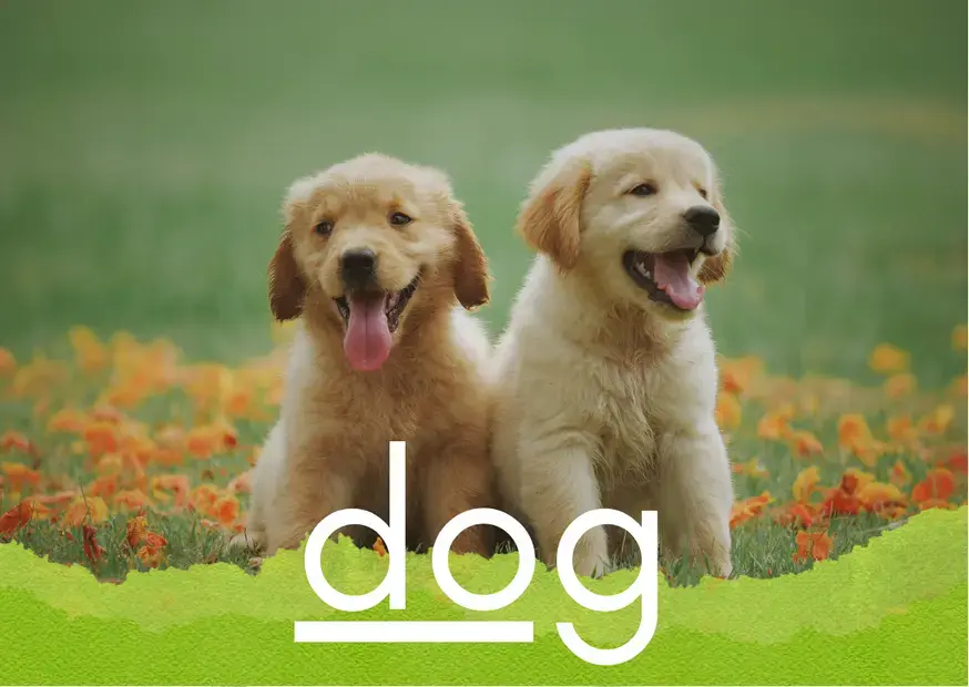 Два щенка золотистого ретривера сидят на траве с надписью dog под ними