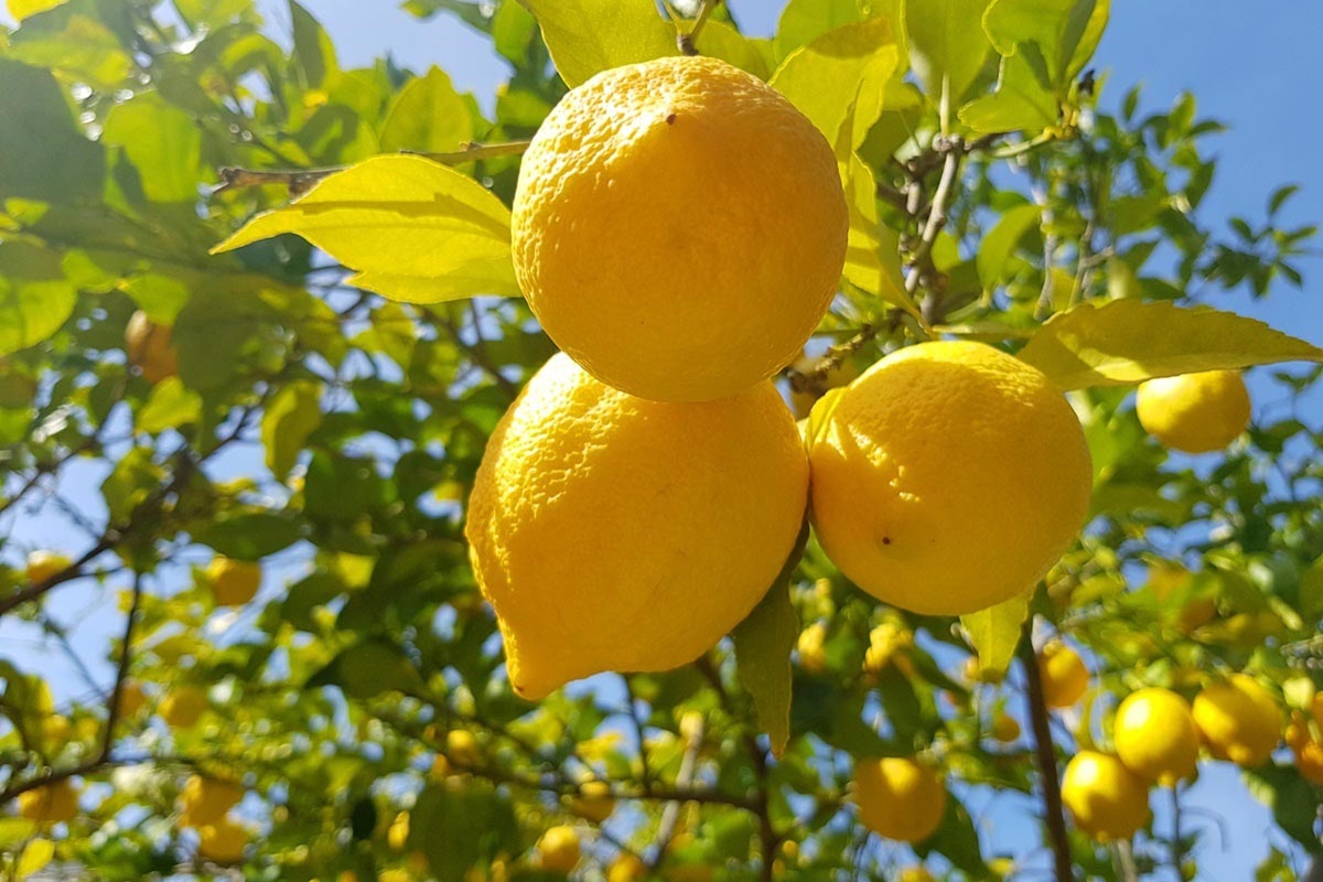 Роза лимонад фото и описание