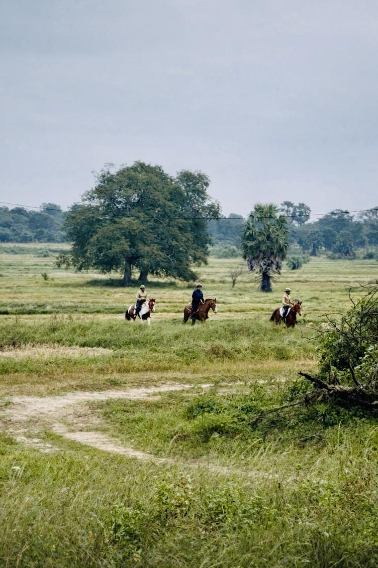 Riders on horseback heading away down a trail into the distance in the Punanai outback Eastern Sri Lanka.