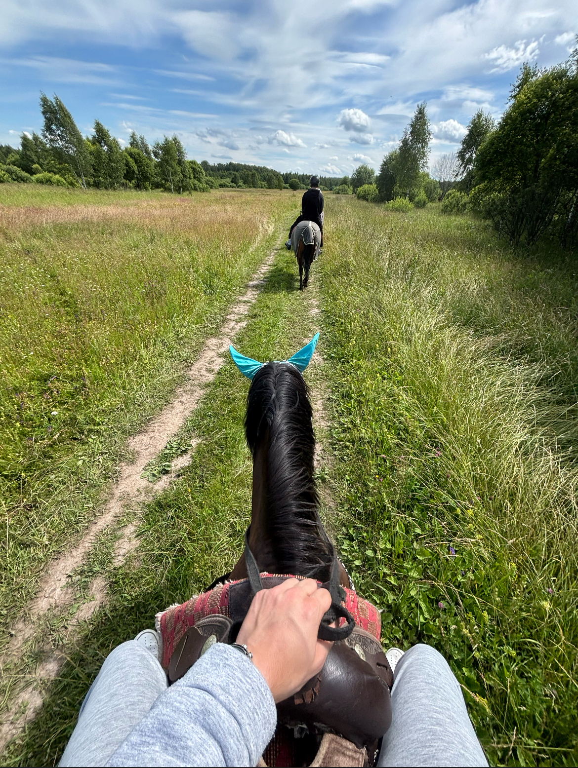 Лошади