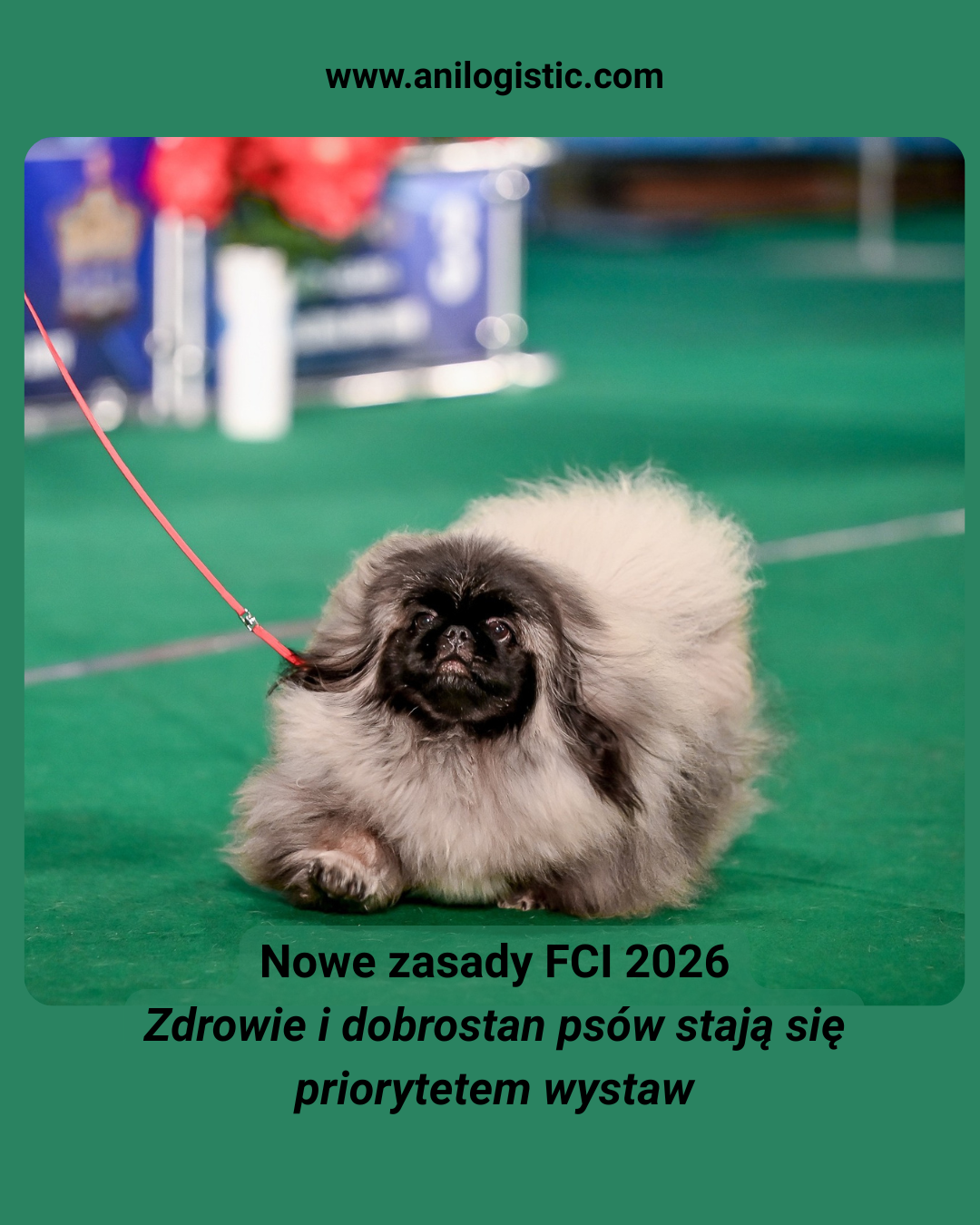 Sędzia ocenia psa na wystawie — nowe przepisy FCI 2026 podkreślają zdrowie i dobrostan zamiast wyglądu.