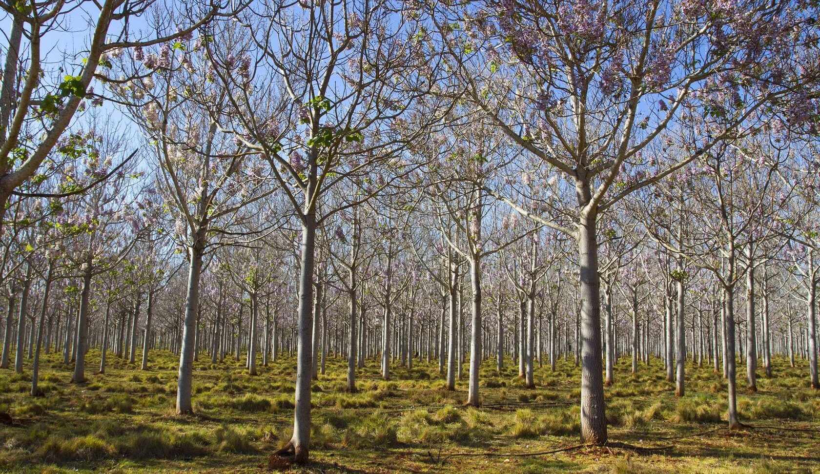 ПАВЛОВНИЯ Россия | Саженцы Павловнии | Пиломатериалы | Плантации | СO2