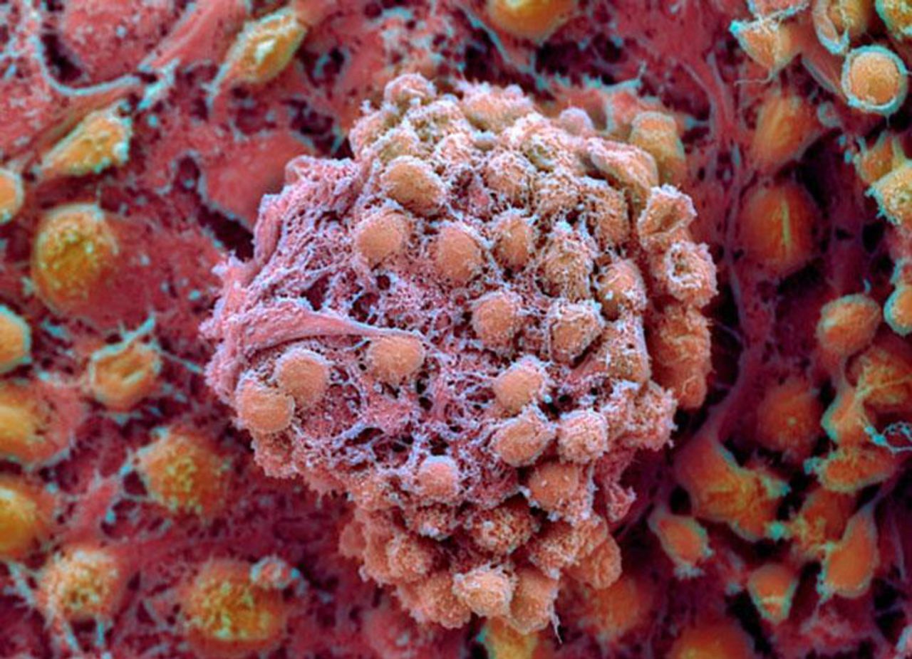 Эмбриональные стволовые клетки. Эмбриональная стволовая клетка. Эмбриональные стволовые клетки человека. 1)Эмбриональные стволовые клетки -. Фетальные стволовые клетки.