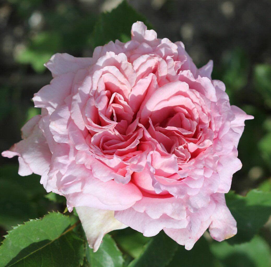 Бьенвеню Bienvenue роза